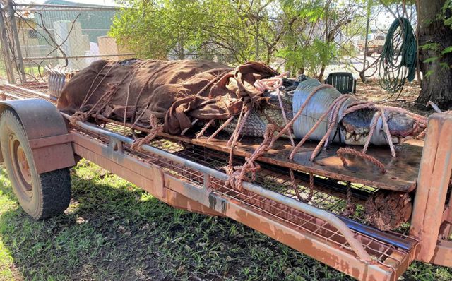 В Австралії спіймали 350-кілограмового крокодила: фотофакт - фото 424305