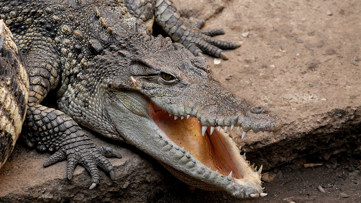 Крокодил - фото 1