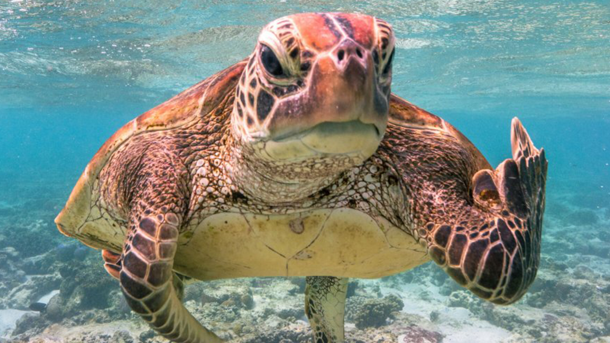 The Comedy Wildlife Photography Awards - фото 1