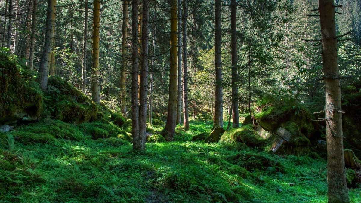 Звуки лісу - фото 1