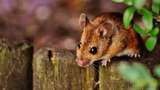 Канадець провів курс реабілітації для миші, яка об'їлась коноплі