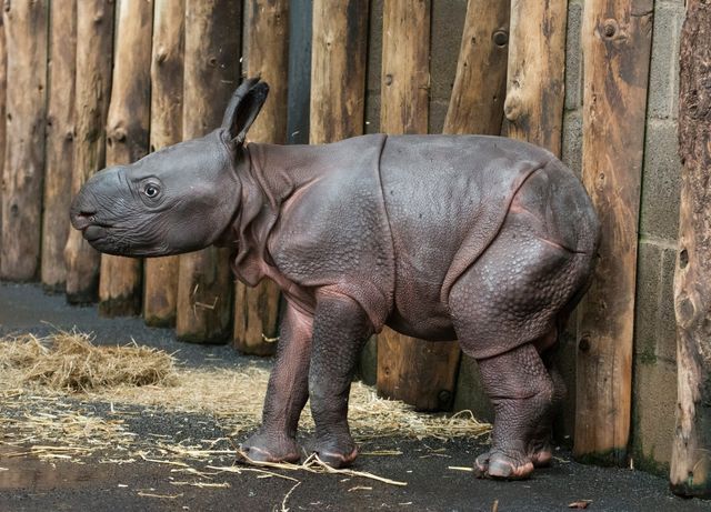 У сафарі-парку вперше за 47 років народився рідкісний індійський носоріг: фото - фото 425335