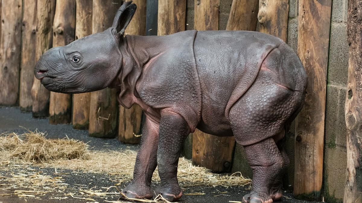 Рідкісний індійський носоріг - фото 1