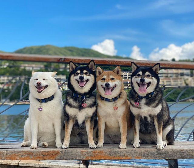 У всіх є такий друг: кумедний собака псує всі фото і підкорює мережу - фото 425385