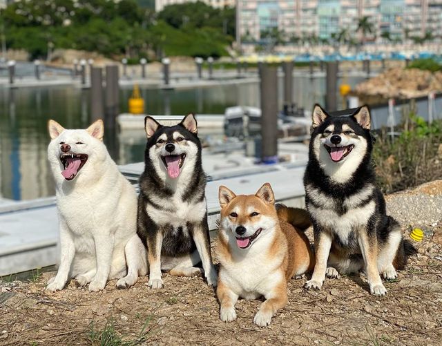 У всіх є такий друг: кумедний собака псує всі фото і підкорює мережу - фото 425394