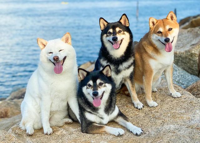 У всіх є такий друг: кумедний собака псує всі фото і підкорює мережу - фото 425397