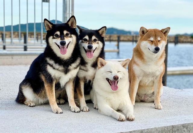 У всіх є такий друг: кумедний собака псує всі фото і підкорює мережу - фото 425400