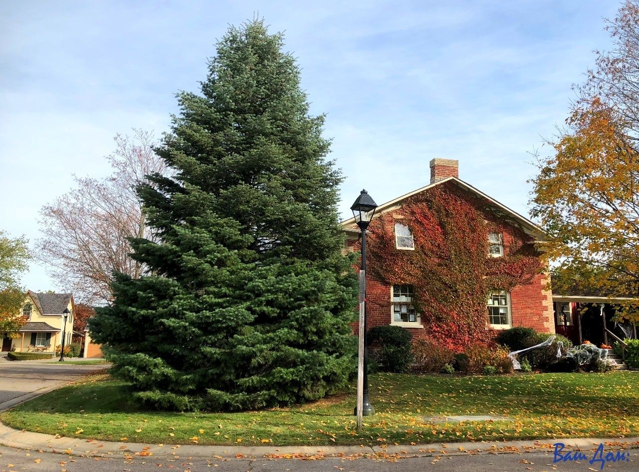 Які дерева не можна садити біля будинку