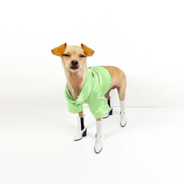 Собака став зіркою Instagram і 'запустив' власний бренд одягу: кумедні фото - фото 425695