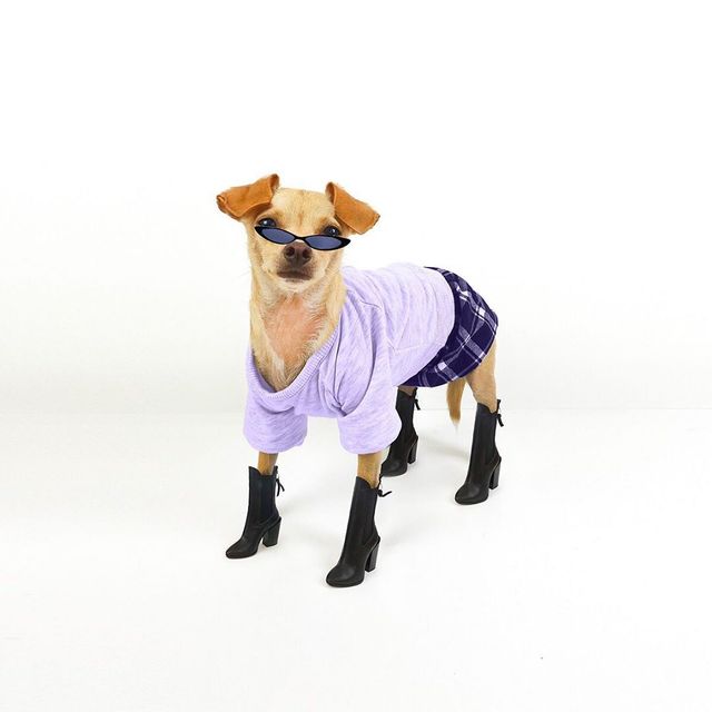 Собака став зіркою Instagram і 'запустив' власний бренд одягу: кумедні фото - фото 425696