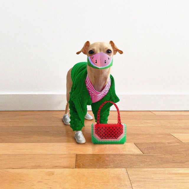 Собака став зіркою Instagram і 'запустив' власний бренд одягу: кумедні фото - фото 425698