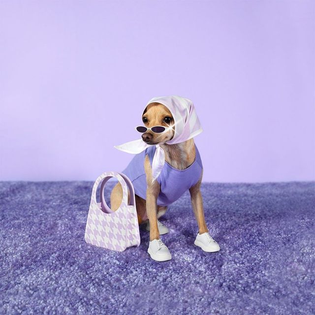 Собака став зіркою Instagram і 'запустив' власний бренд одягу: кумедні фото - фото 425699