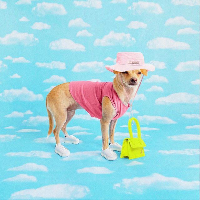 Собака став зіркою Instagram і 'запустив' власний бренд одягу: кумедні фото - фото 425700