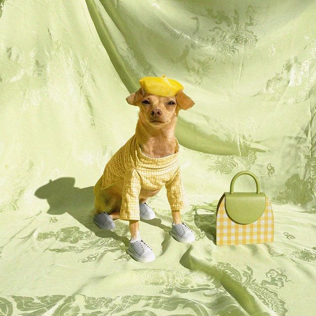 Собака став зіркою Instagram і 'запустив' власний бренд одягу: кумедні фото - фото 425701