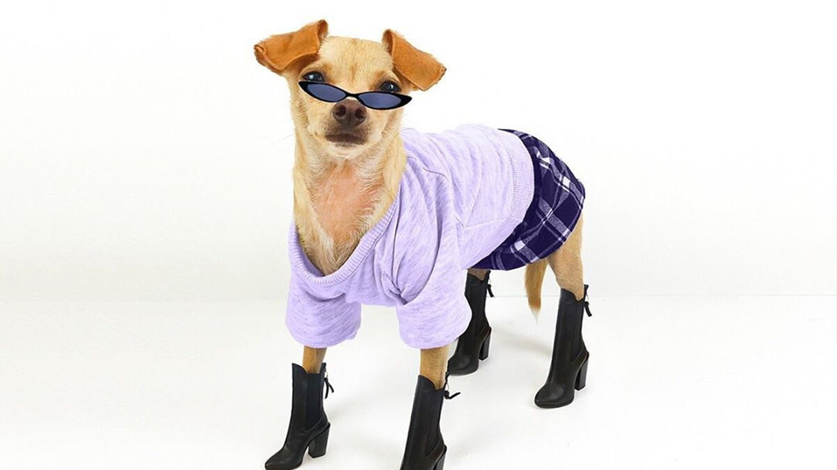 Собака став зіркою Instagram і "запустив" власний бренд одягу: кумедні фото - фото 1