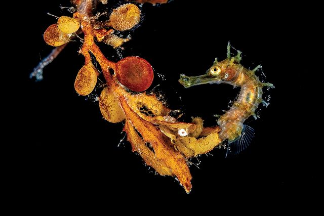 Названі найкращі підводні знімки 2020 року: зачаровує - фото 426258