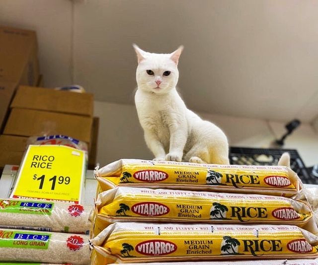 Хлопець публікує кумедні фото котів, які відпочивають у магазині - фото 426330