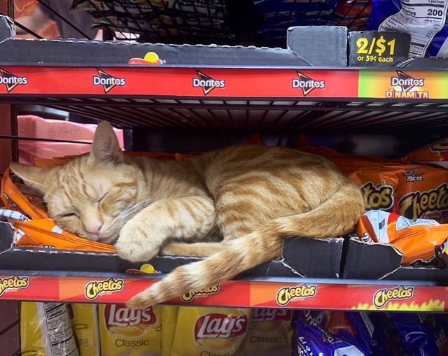 Хлопець публікує кумедні фото котів, які відпочивають у магазині - фото 426331