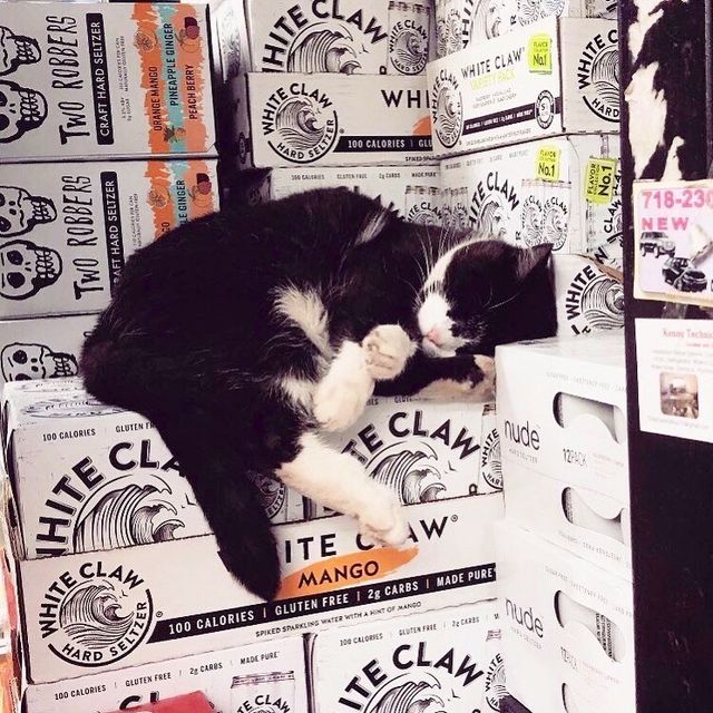 Хлопець публікує кумедні фото котів, які відпочивають у магазині - фото 426332