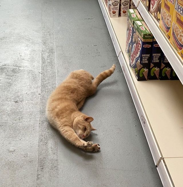 Хлопець публікує кумедні фото котів, які відпочивають у магазині - фото 426333