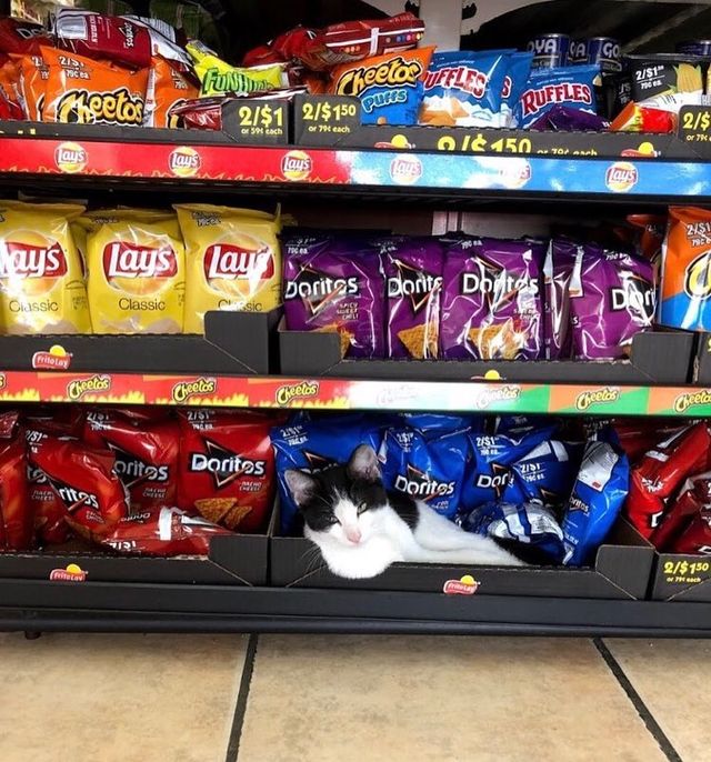 Хлопець публікує кумедні фото котів, які відпочивають у магазині - фото 426334