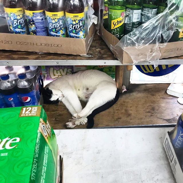 Хлопець публікує кумедні фото котів, які відпочивають у магазині - фото 426335