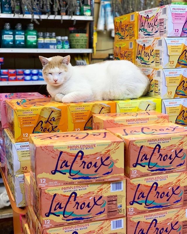 Хлопець публікує кумедні фото котів, які відпочивають у магазині - фото 426337