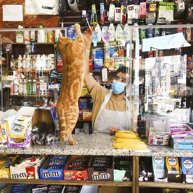 Хлопець публікує кумедні фото котів, які відпочивають у магазині - фото 426338