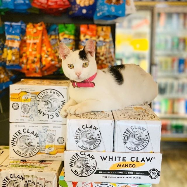 Хлопець публікує кумедні фото котів, які відпочивають у магазині - фото 426339