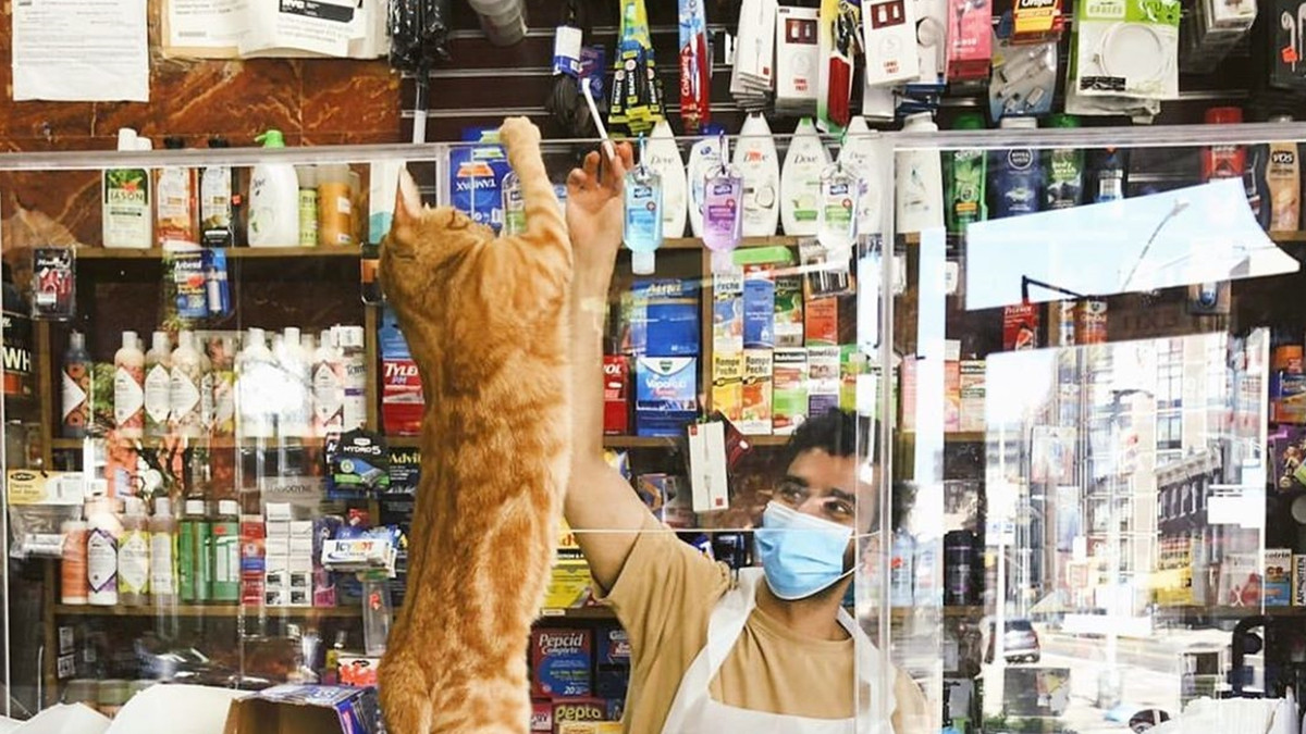 Хлопець публікує кумедні фото котів, які відпочивають у магазині - фото 1