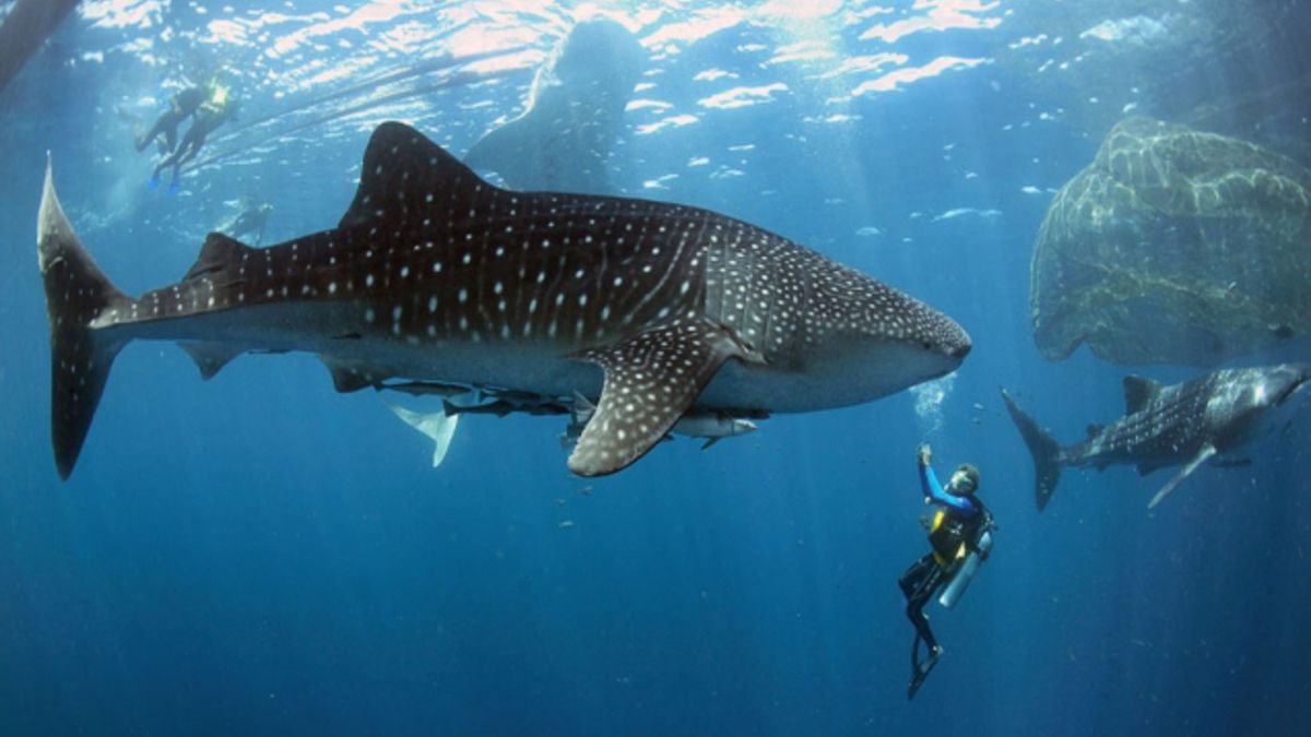 Науковці виявили найбільшу рибу на Землі: фотофакт - фото 1