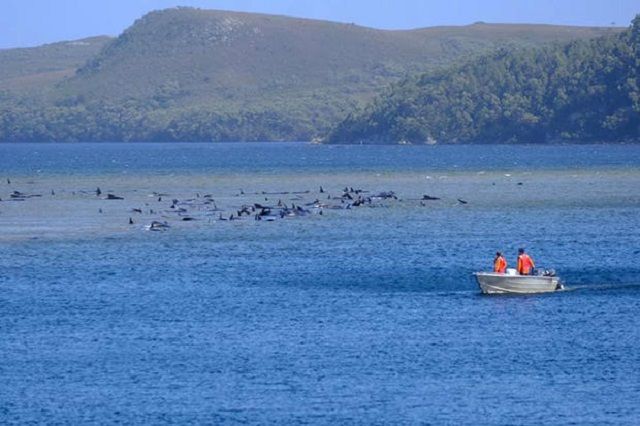 В Австралії сотні китів застрягли на піщаній мілині: видовище не для слабкодухих - фото 426610