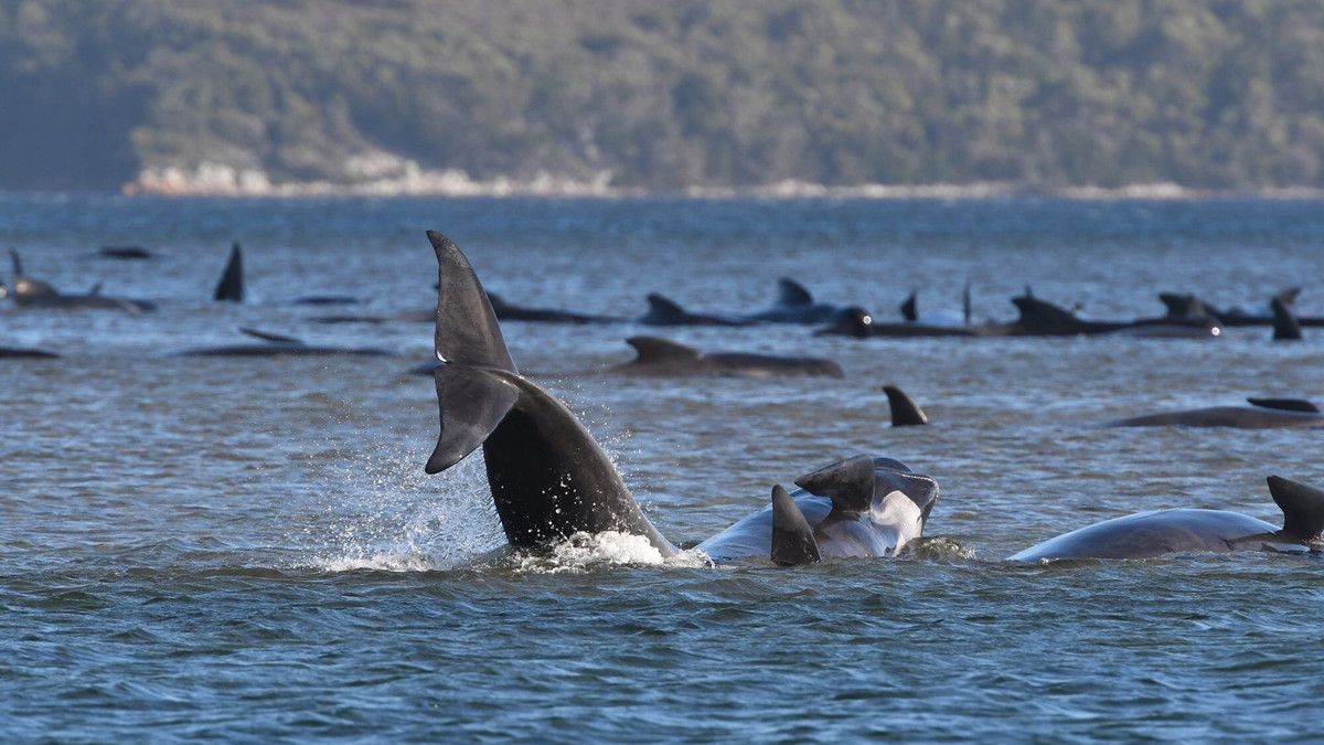 В Австралії сотні китів застрягли на піщаній мілині: видовище не для слабкодухих - фото 1
