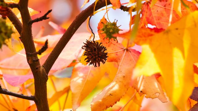 Осінь настала: красиві картинки на робочий стіл ПК і заставки для телефона - фото 426682