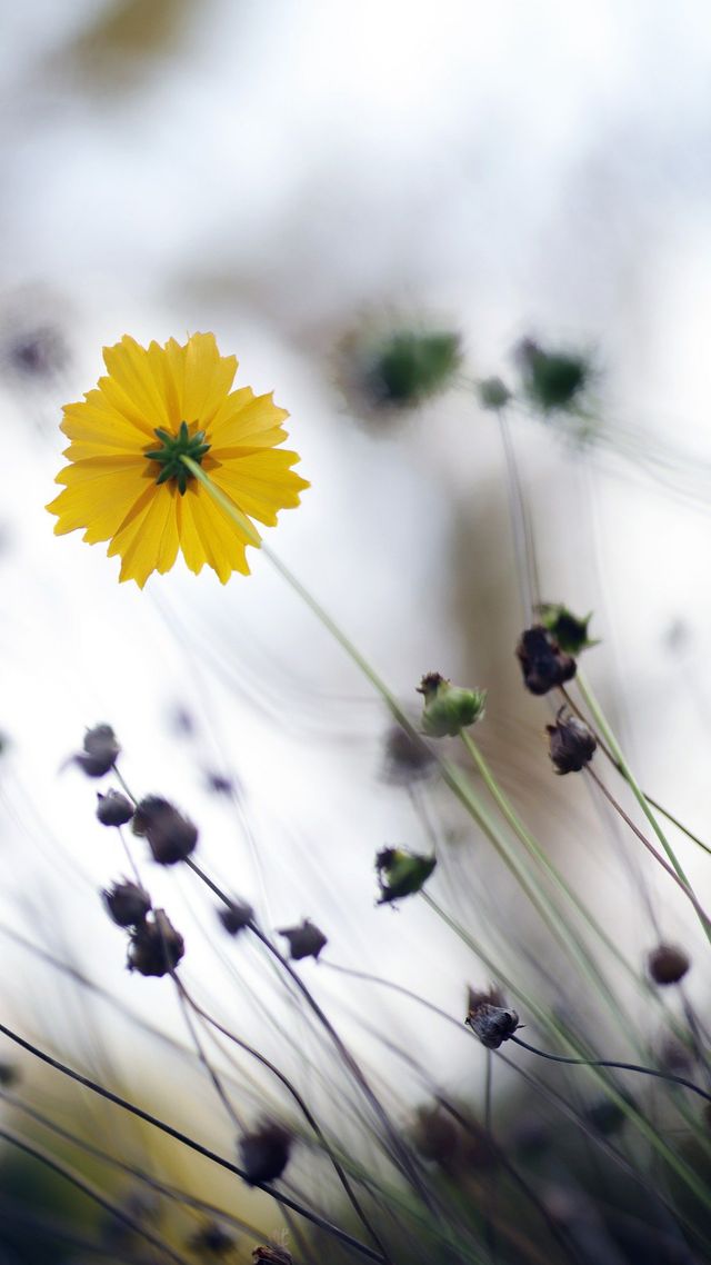 Осінь настала: красиві картинки на робочий стіл ПК і заставки для телефона - фото 426708