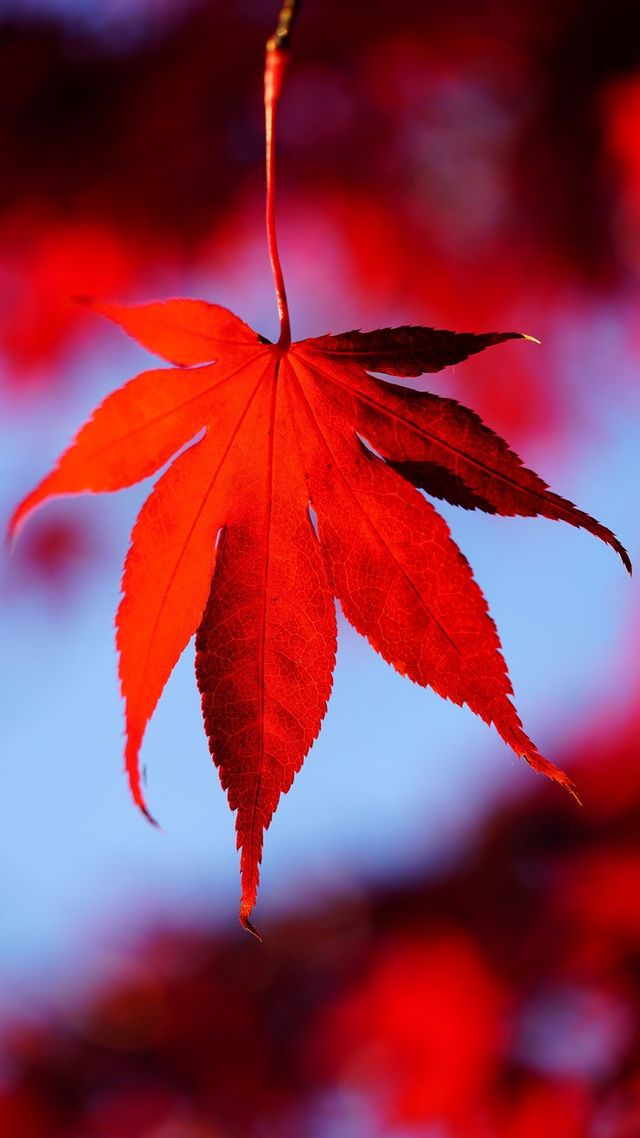 Осінь настала: красиві картинки на робочий стіл ПК і заставки для телефона - фото 426709