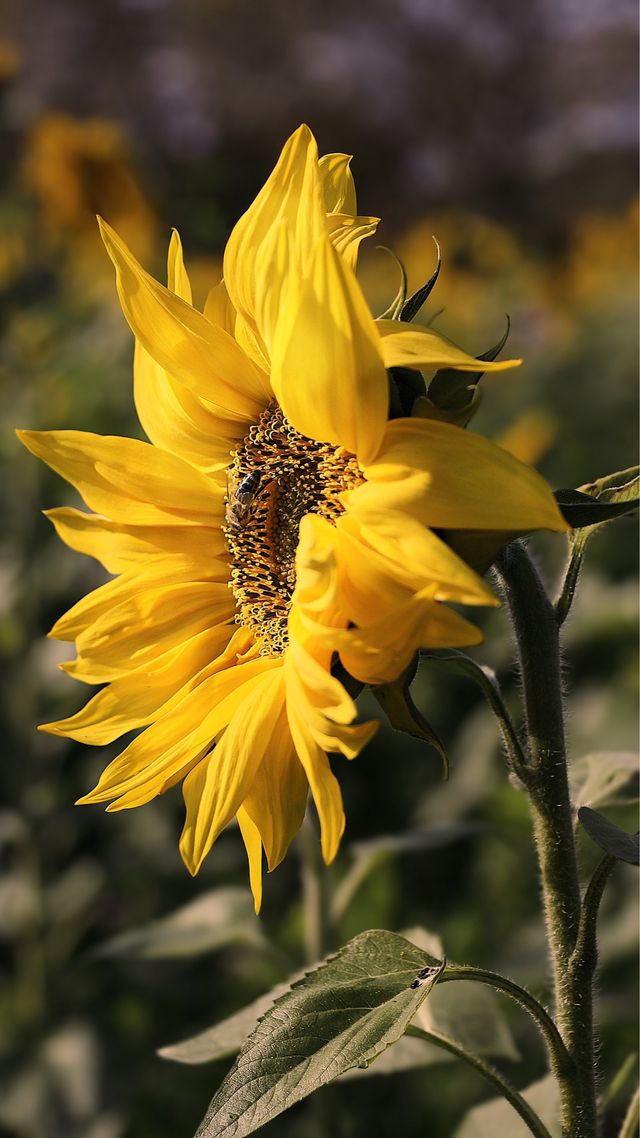 Осінь настала: красиві картинки на робочий стіл ПК і заставки для телефона - фото 426710