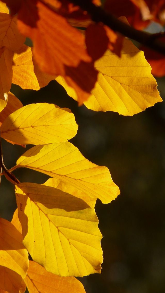 Осінь настала: красиві картинки на робочий стіл ПК і заставки для телефона - фото 426711