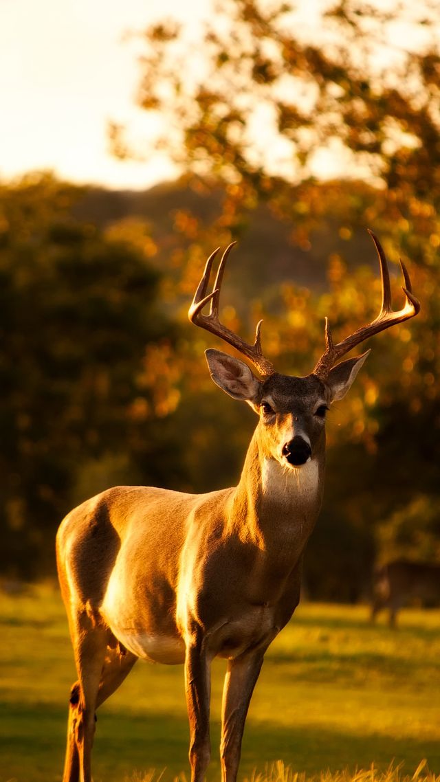 Осінь настала: красиві картинки на робочий стіл ПК і заставки для телефона - фото 426712