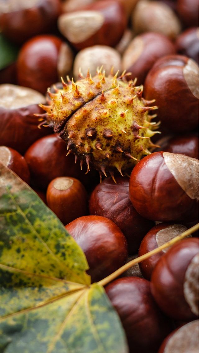 Осінь настала: красиві картинки на робочий стіл ПК і заставки для телефона - фото 426713