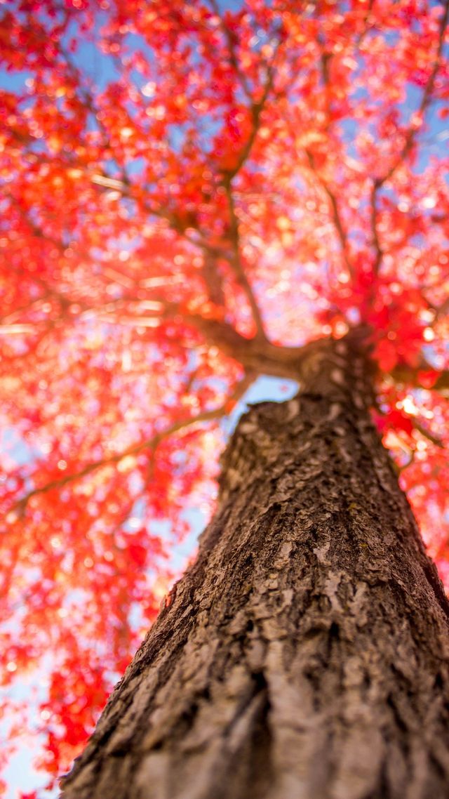 Осінь настала: красиві картинки на робочий стіл ПК і заставки для телефона - фото 426717