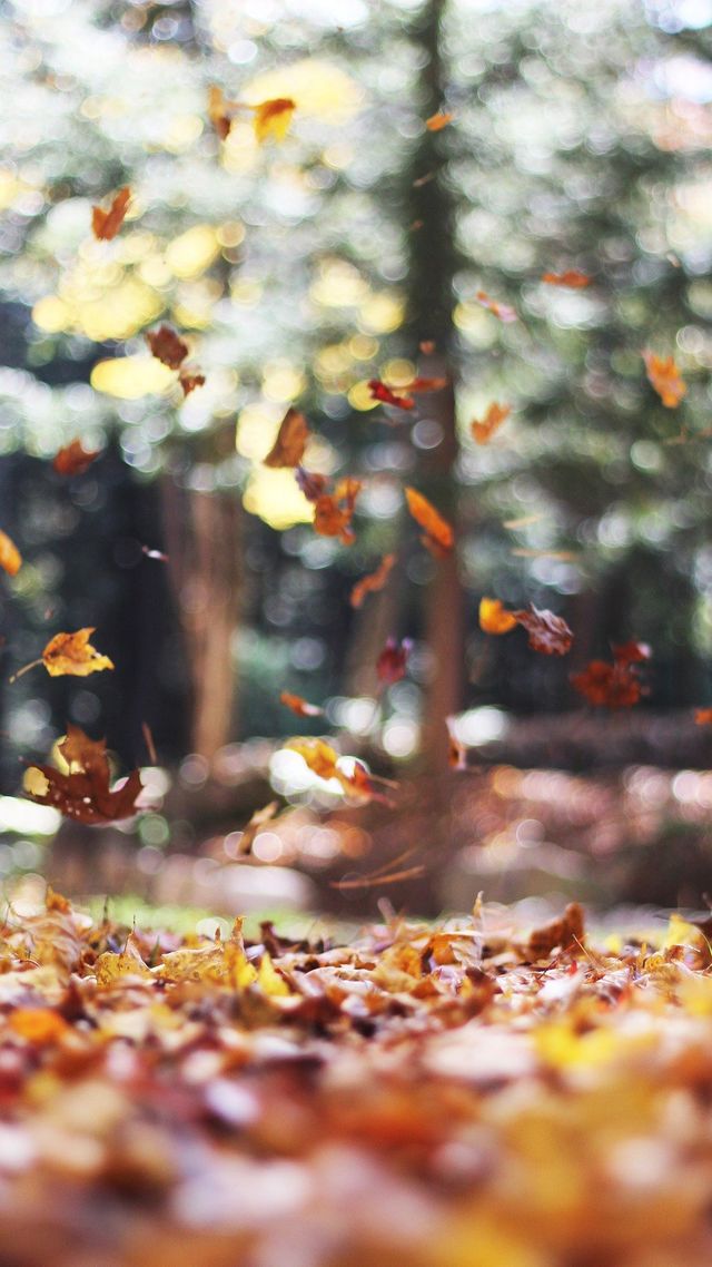 Осінь настала: красиві картинки на робочий стіл ПК і заставки для телефона - фото 426729