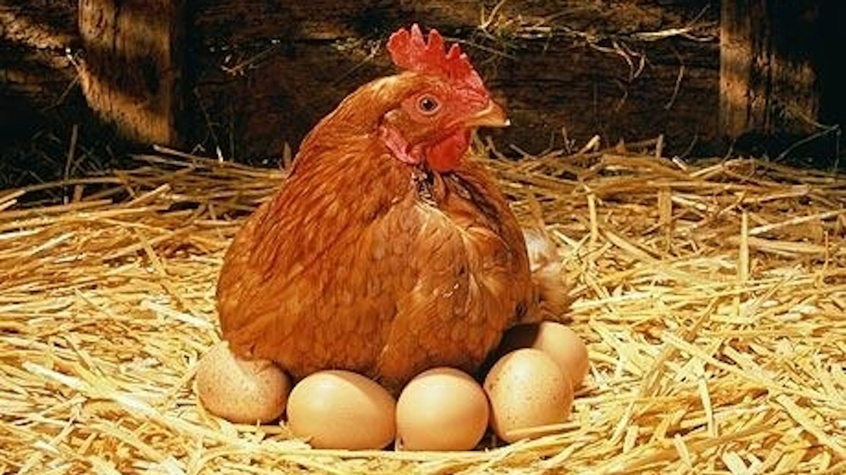 У Китаї курка знесла незвичайне яйце з візерунком: фотофакт - фото 1