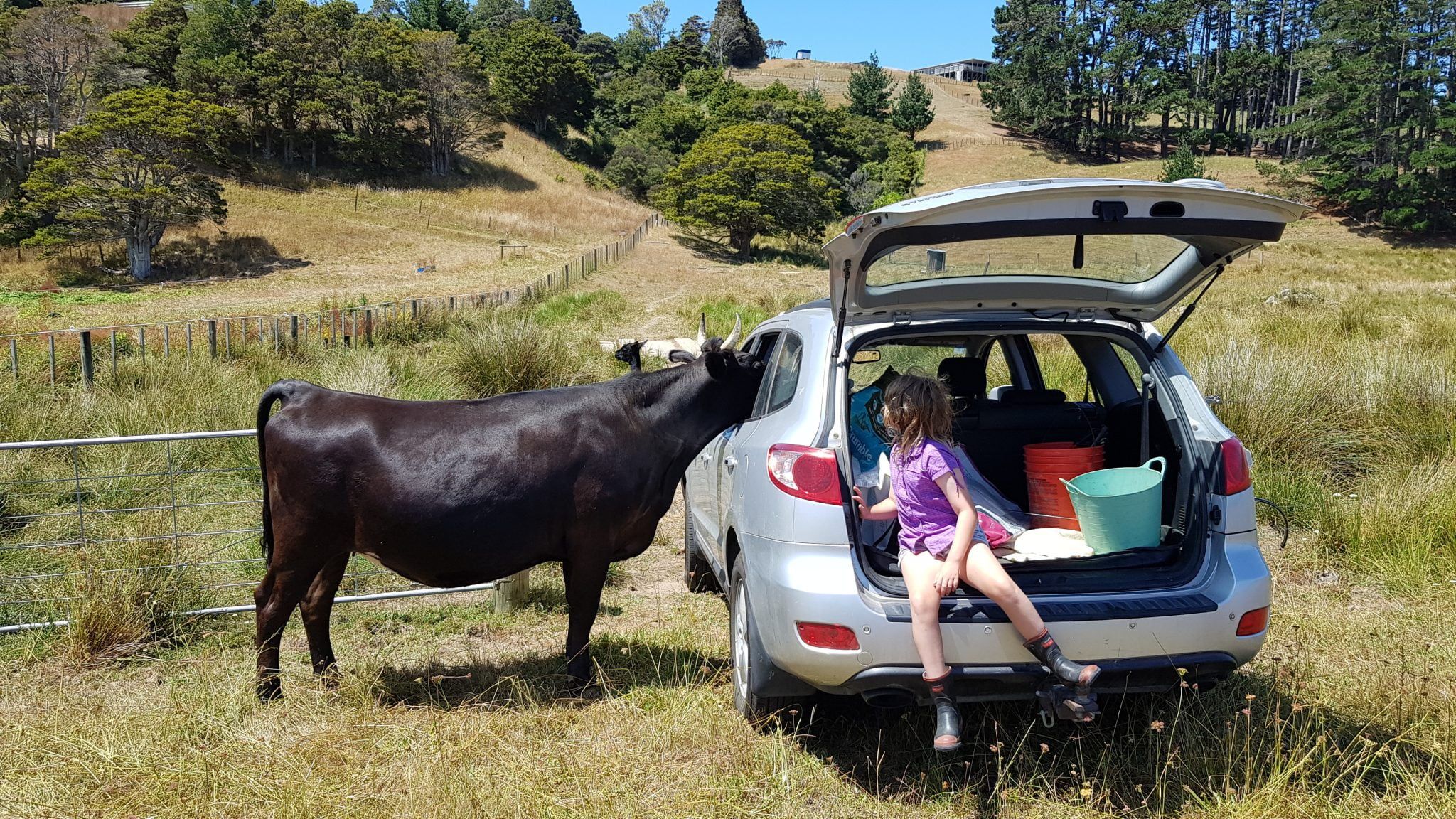 Корови проти автомобілів: хто більше впливає на глобальне потепління