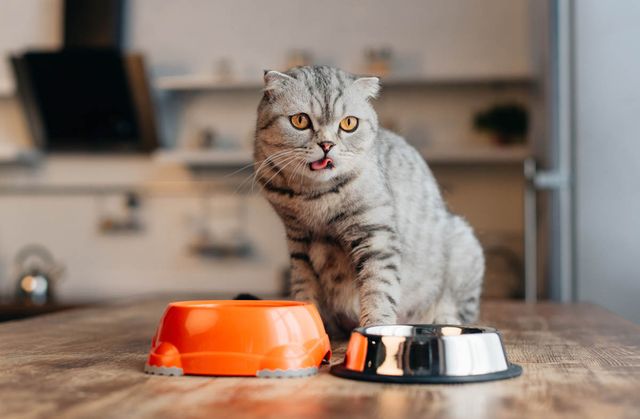 Не ведіться: учені розповіли, скільки разів на день потрібно годувати кота - фото 427490