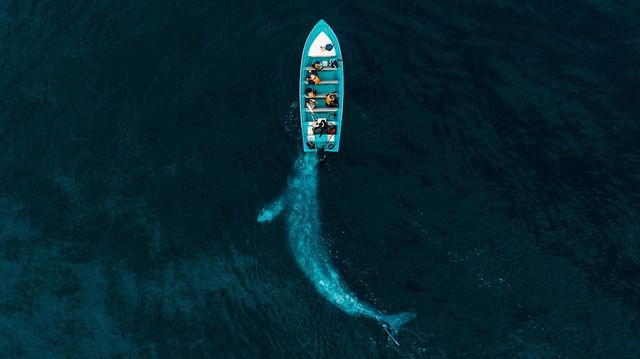 Дивіться фото переможців фотоконкурсу Drone Photo Awards 2020 - фото 427534
