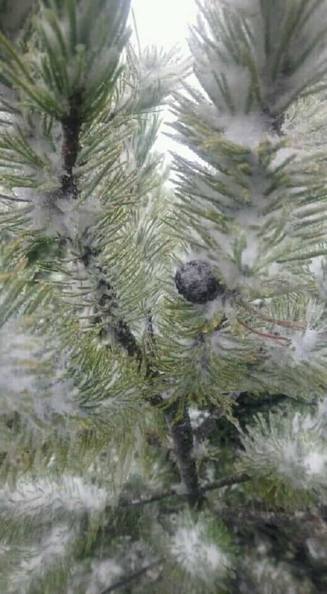 У Карпатах випав перший сніг: фотофакт - фото 427624