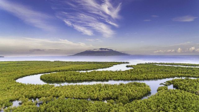 Унікальне місце на Землі: як виглядають мангрові ліси з багатим підводним світом - фото 427644
