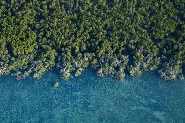 Унікальне місце на Землі: як виглядають мангрові ліси з багатим підводним світом - фото 427647
