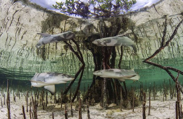 Унікальне місце на Землі: як виглядають мангрові ліси з багатим підводним світом - фото 427648